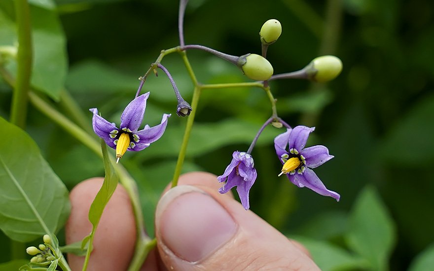 Nachtschattenlähmung – Ein verborgenes Phänomen zwischen Angstgefühl und wissenschaftlicher Erklärung Nachtschattenlähmung